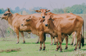 Livestock & Bioproducts​